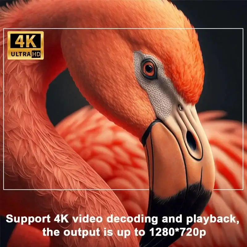 "4K Ultra HD quality flamingo image showcasing 1280x720p support and video playback capabilities."