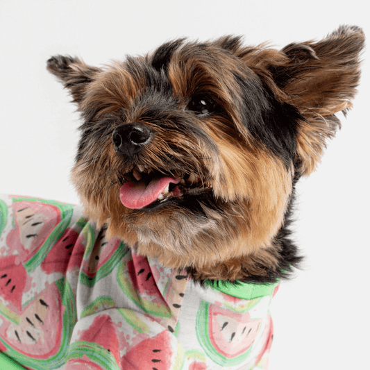 Cute dog wearing a watermelon-patterned pajama, showcasing comfort and style for chilly nights.