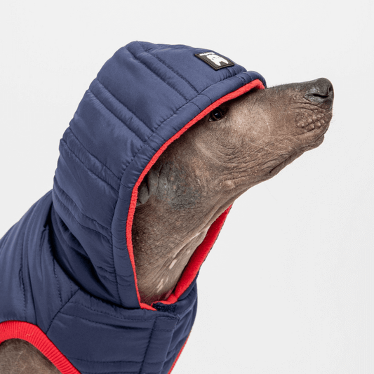 Hairless dog wearing a navy blue hoodie with a red trim, looking stylish and cozy.